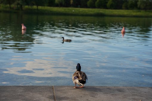Free Ducks Pond photo and picture