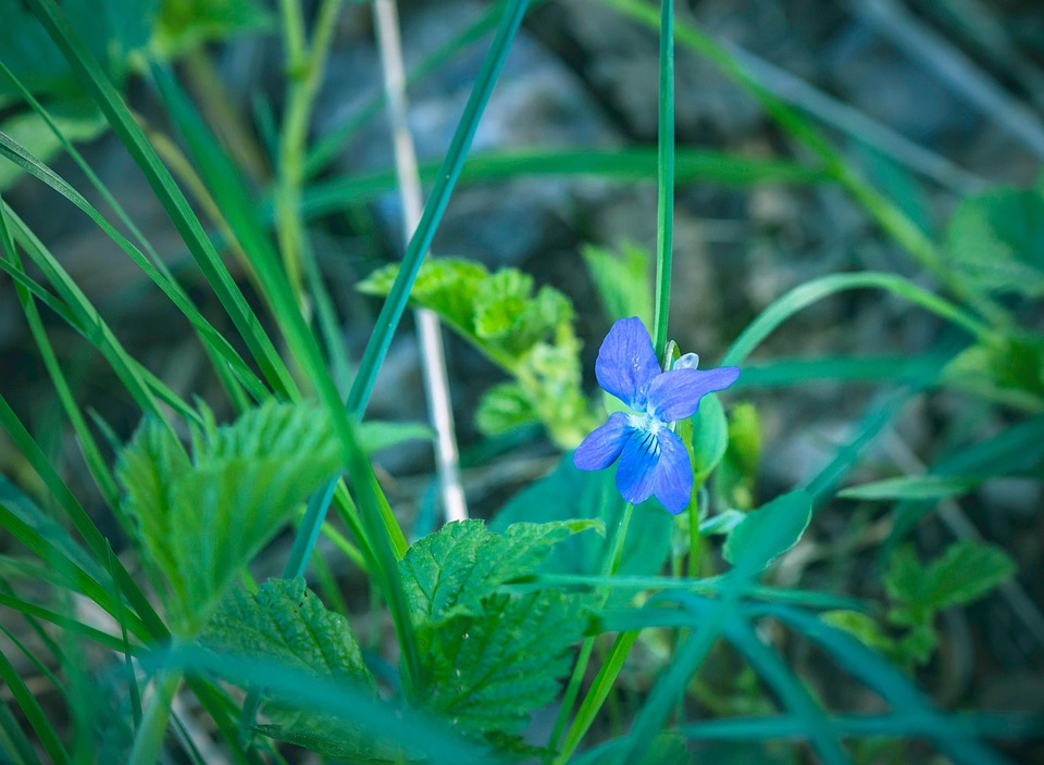 Viola Rivinian Common Dog-Violet Viola Riviniana - Free photo on Pixabay
