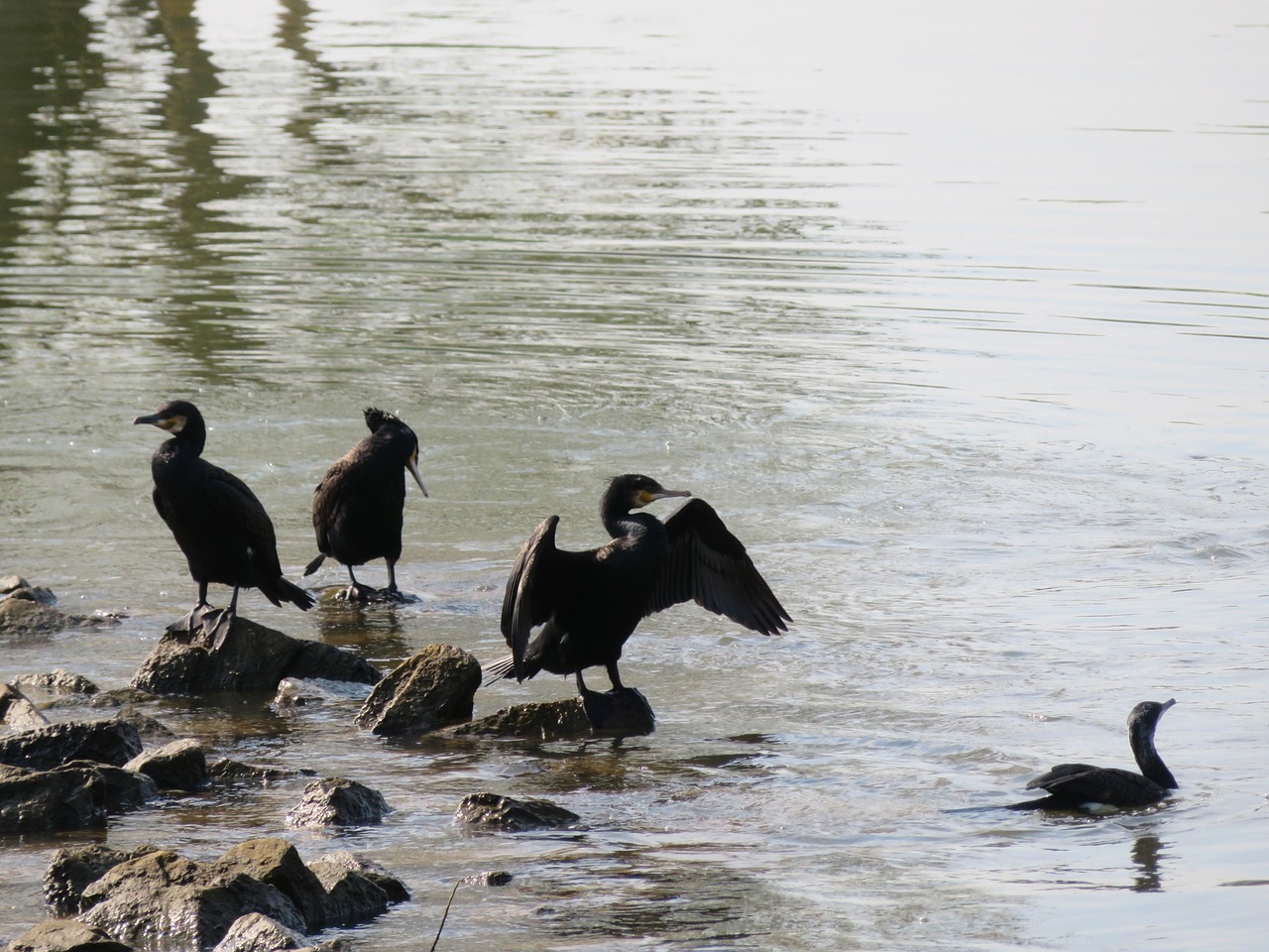 鵜 鳥 水鳥 - Pixabayの無料写真 - Pixabay