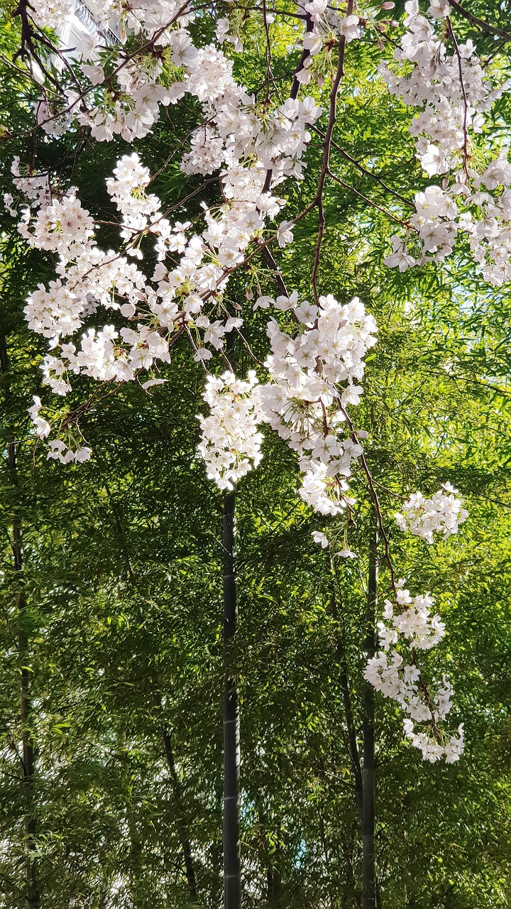 벚꽃 꽃 - Pixabay의 무료 사진 - Pixabay