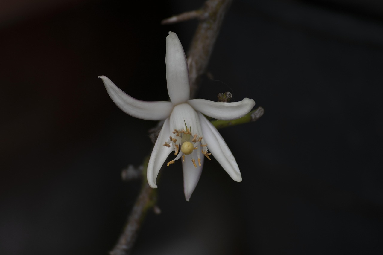 Fleur De Citronnier Photo gratuite sur Pixabay Pixabay — free download