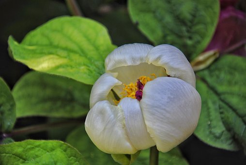 Blomst, Blomstrende Blomst, Flora, Natur