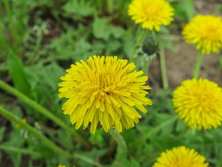 Diente De León, Flores