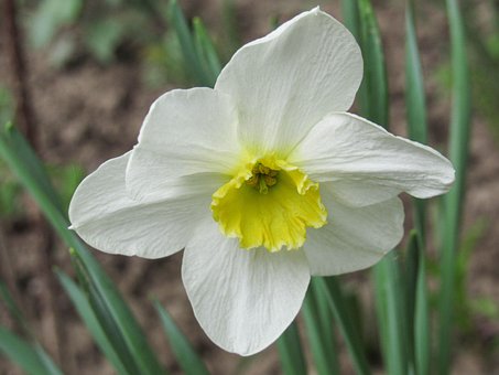 Narciso, Flor, Flor Blanca, Pétalos