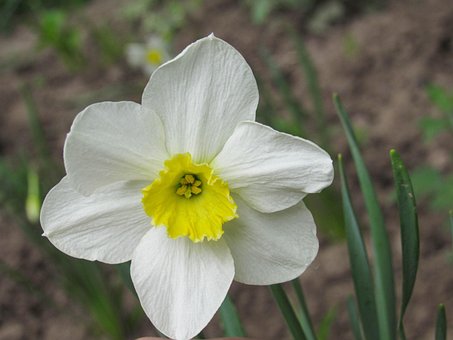 Narciso, Flor, Flor Blanca, Pétalos