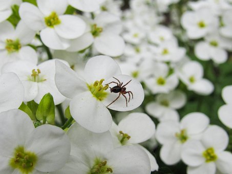 Araña, Arácnido, Flores, Tejedor