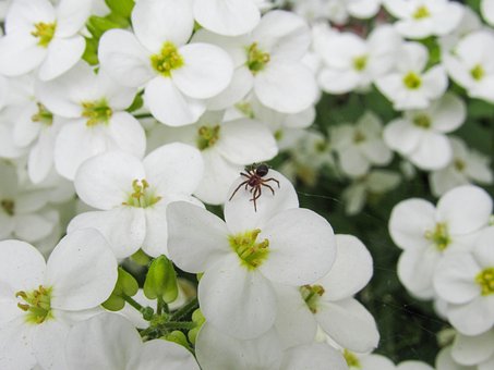 Araña, Arácnido, Flores, Tejedor, Bloom
