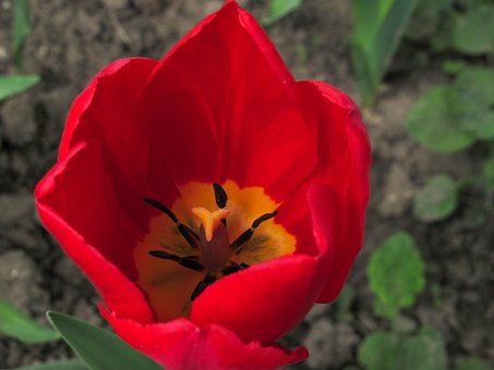 Tulipán, Flor, Flor Roja, Pétalos