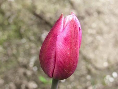 Tulipán, Flor, Flor Rosa, Pétalos