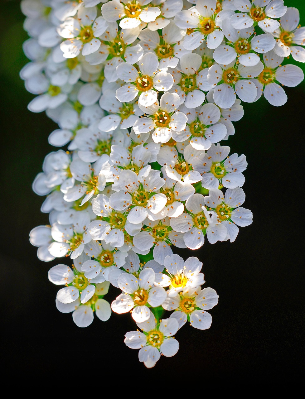 https://cdn.pixabay.com/photo/2022/05/02/23/20/flowers-7170533_1280.jpg