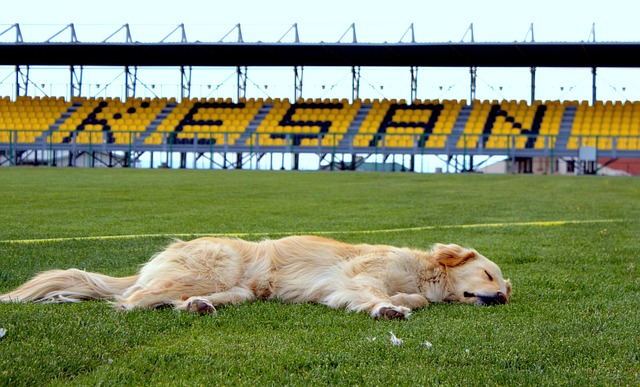Free Dog Stadium photo and picture