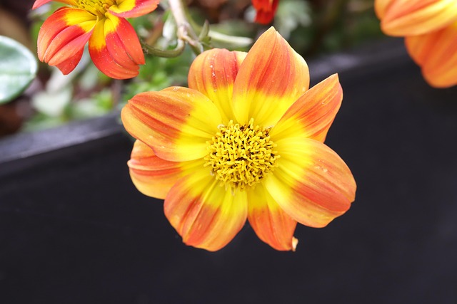 Bidens Flowers Orange - Free photo on Pixabay - Pixabay