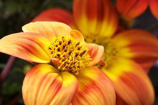 Bidens Flowers Orange - Free photo on Pixabay