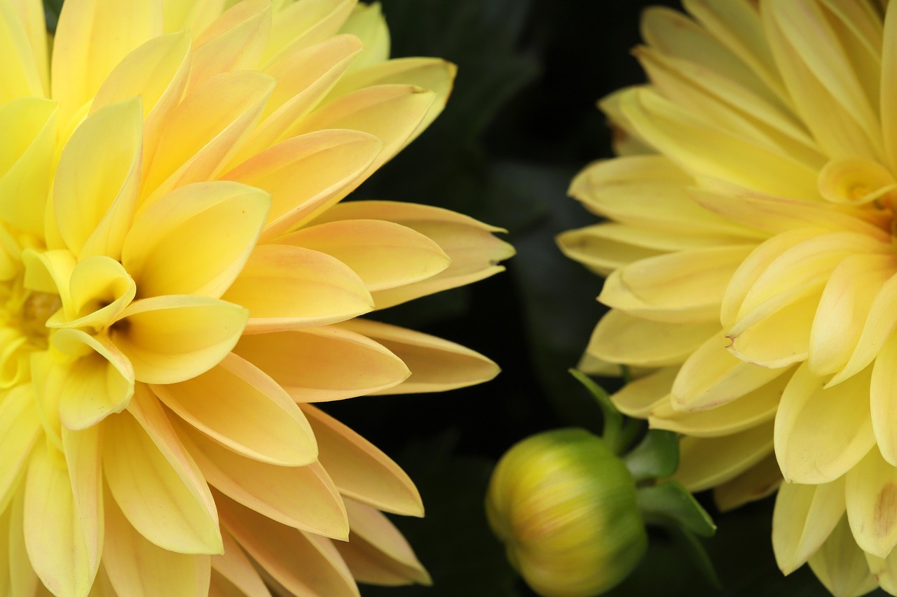 Dahlia Flowers Plant Free photo on Pixabay Pixabay