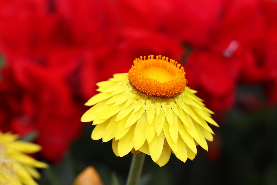 Everlasting Flowers Plant Free photo on Pixabay