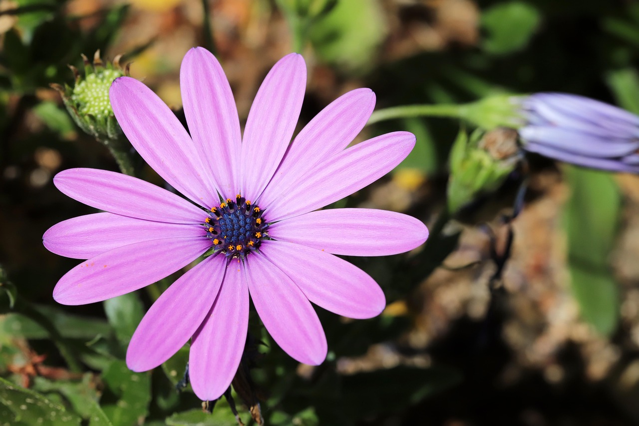 Blomma Cape Marguerite Bloom - Gratis foto på Pixabay - Pixabay