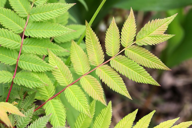 Tree Leaves Foliage - Free photo on Pixabay