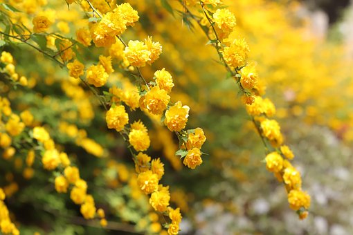 Flowers Spring Garden Free Photo On Pixabay