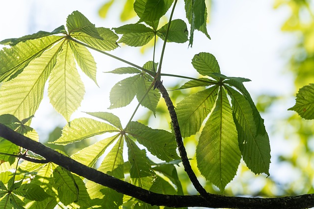 Nature, tree, chestnut and leaves — photo by 2780243