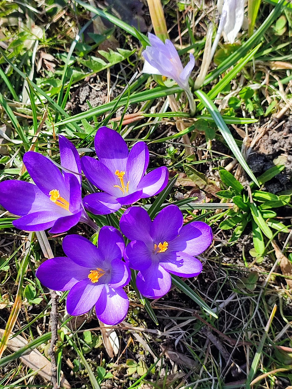 Flowers Spring Crocuses - Free photo on Pixabay - Pixabay