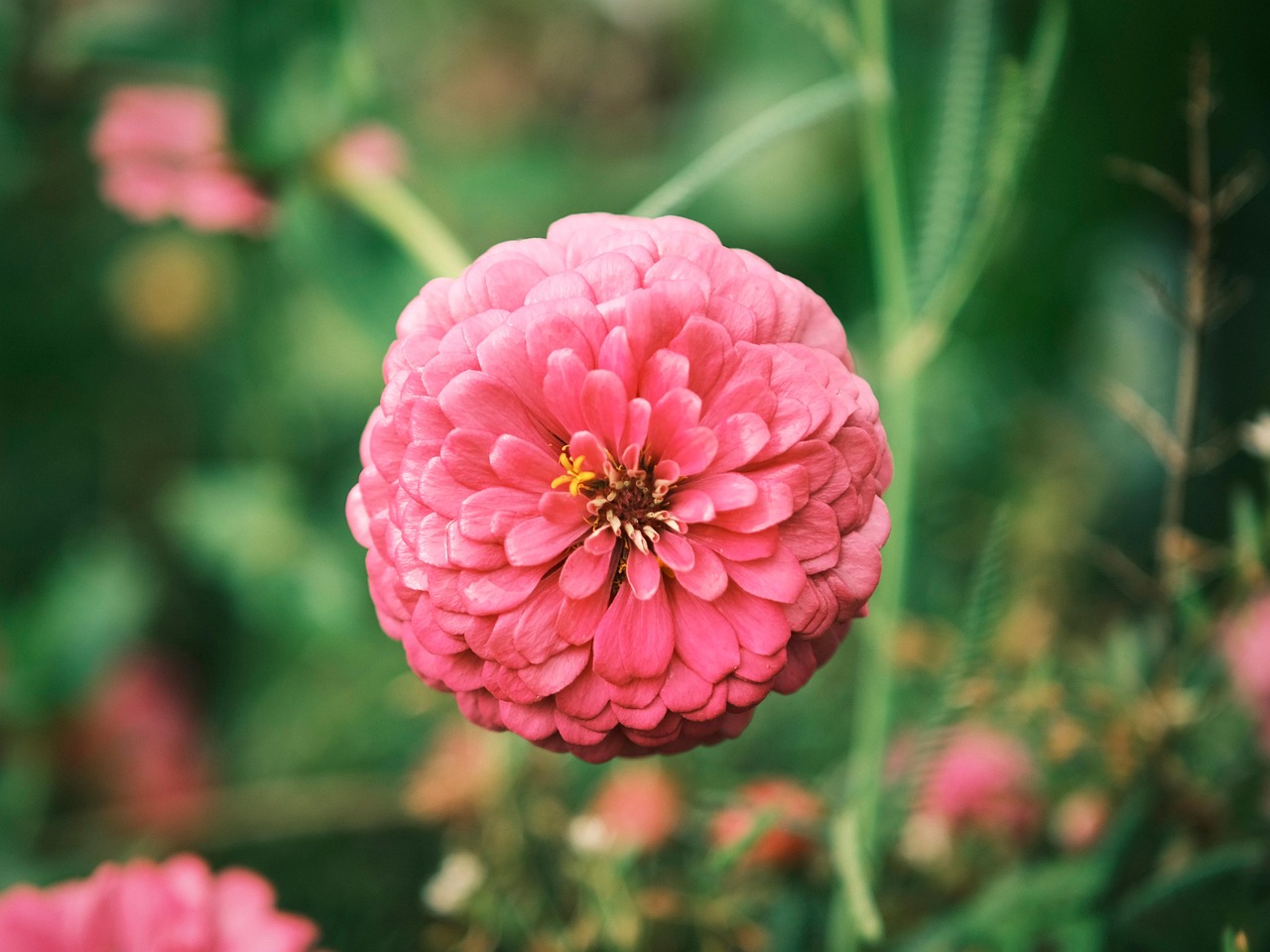 Zinnia Flower Pink Free photo on Pixabay Pixabay