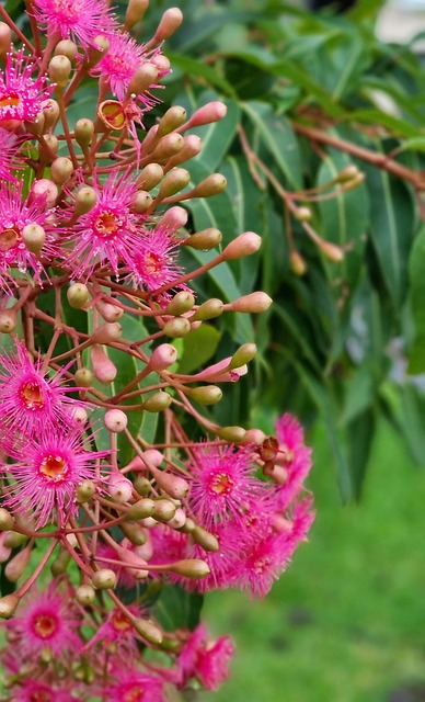Free Flowering Gum photo and picture
