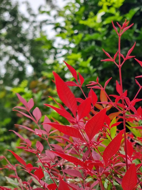 Free Red Leaf photo and picture