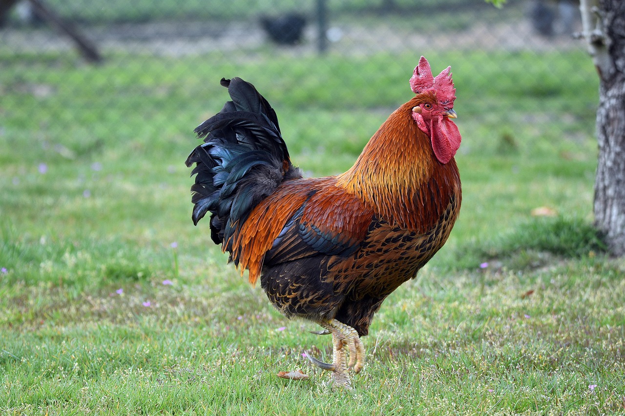 https://cdn.pixabay.com/photo/2022/05/03/19/16/cock-7172484_1280.jpg