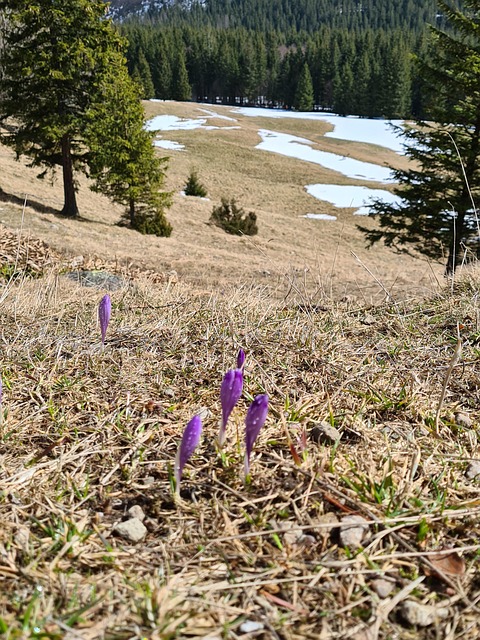 Tree Crocuses Spring - Free photo on Pixabay