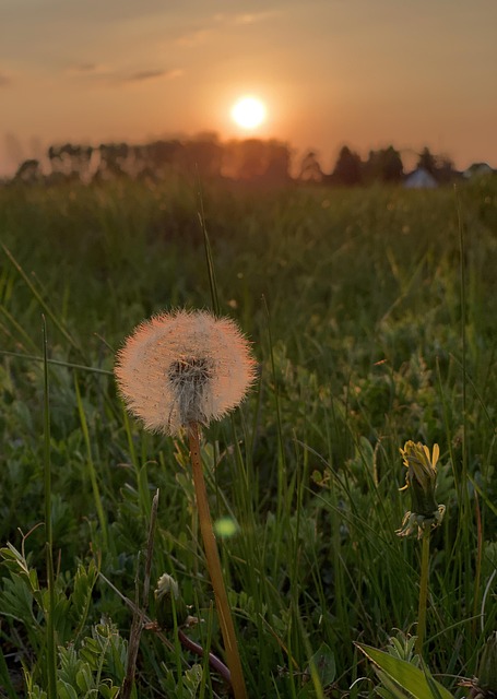 Free Flying Seeds Dandelion photo and picture