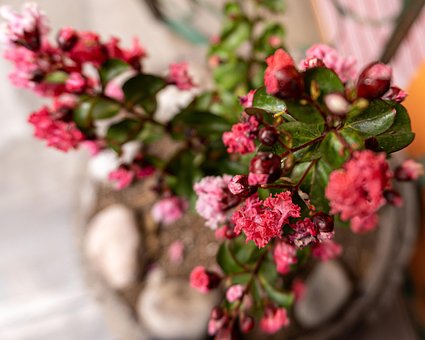 Free Flower Botany photo and picture