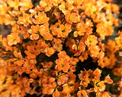 Free Flower Dubium photo and picture