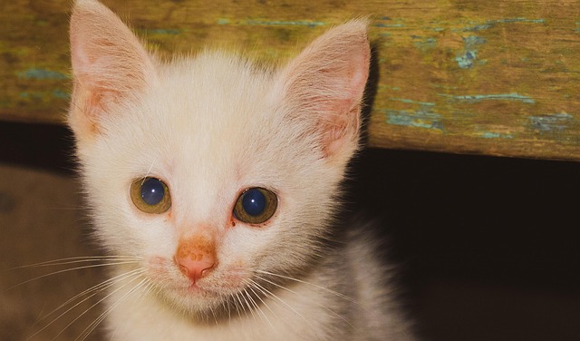 Free Cat Kitten photo and picture