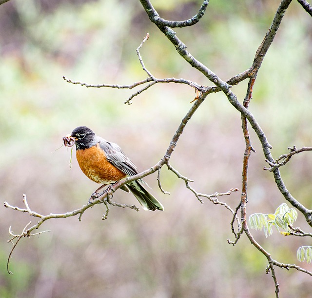 Free Bird Ornithology photo and picture