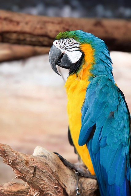 Bird Parrot Ornithology Free photo on Pixabay Pixabay