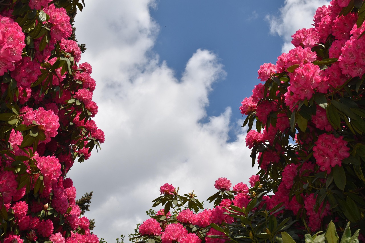 Rhododendron Flowers Spring - Free photo on Pixabay - Pixabay