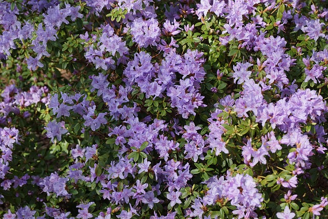 Fleurs Rhododendron Le Printemps - Photo gratuite sur Pixabay - Pixabay