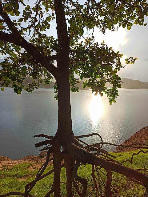 Træ, Natur, Vand, Flod, Skov, Rejse, Sø