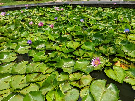 Lotus, Blomst, Blomstre, Plante, Natue