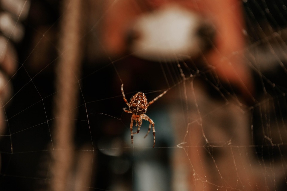 Spider Insect Nature - Free photo on Pixabay