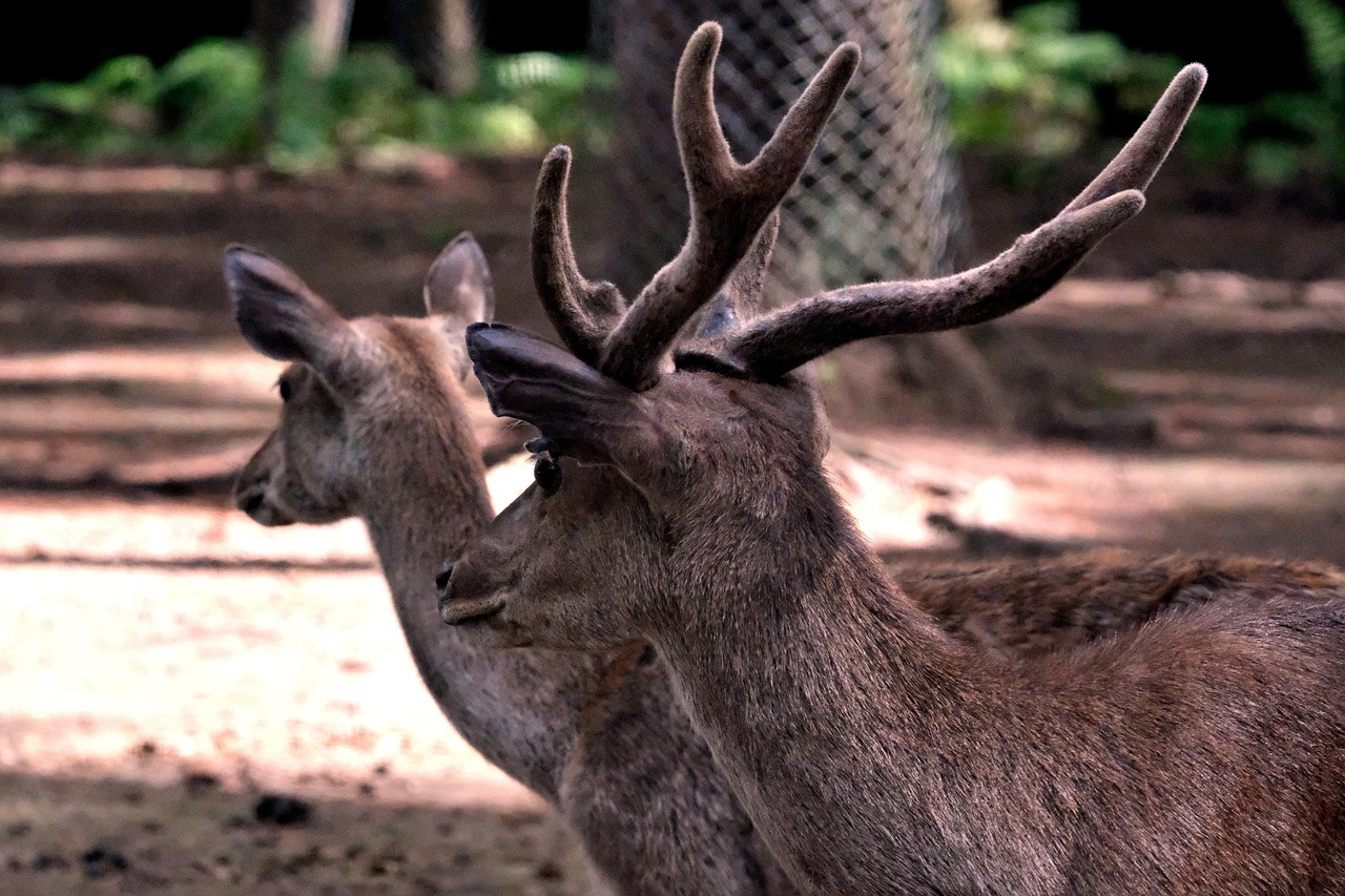 Deer Animals Wildlife Javan - Free photo on Pixabay