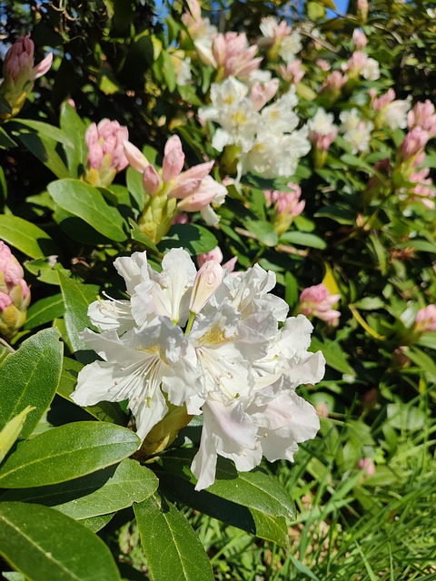 Free Rhododendron Flower photo and picture