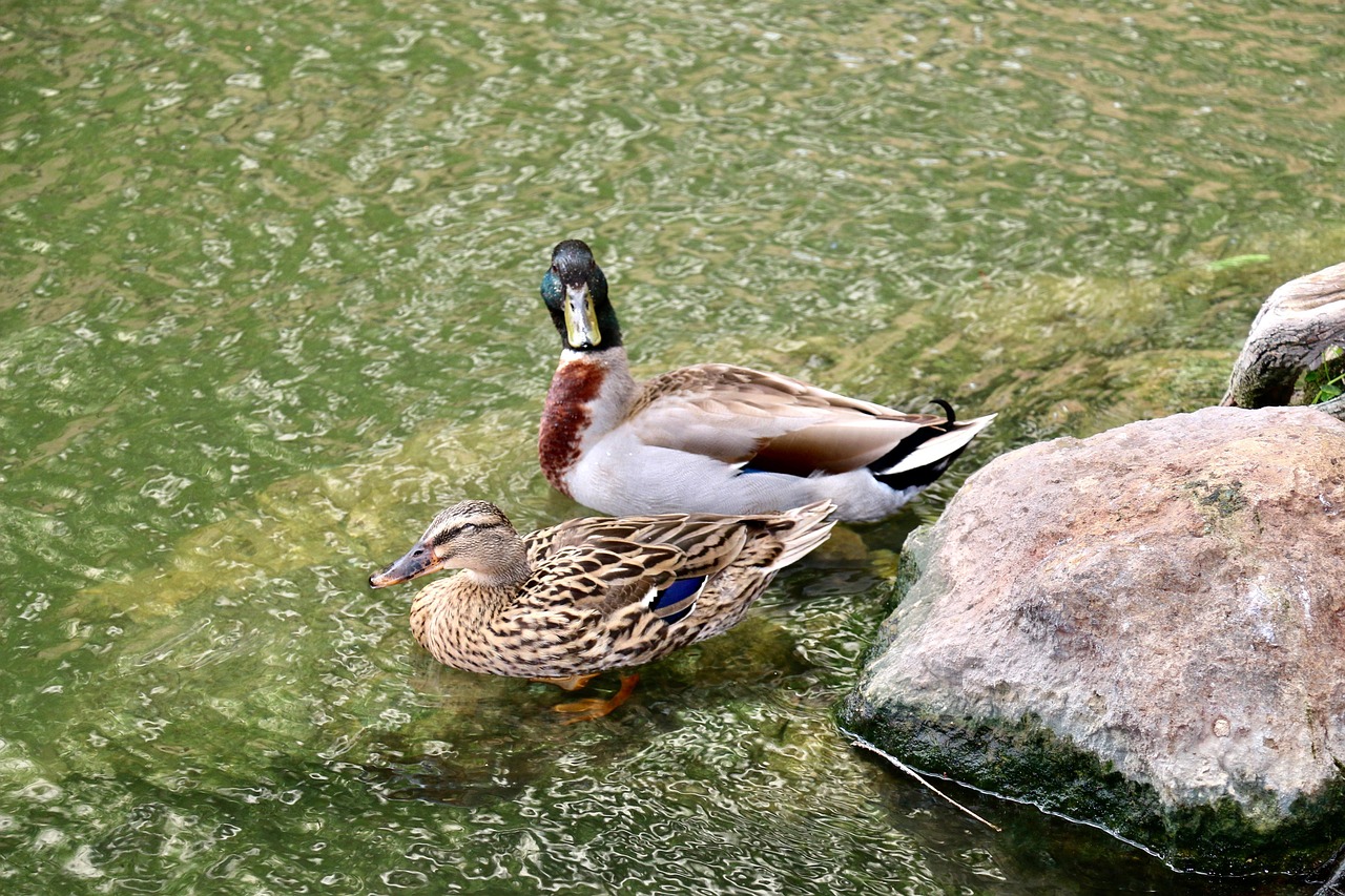 Birds Ducks Mallards - Free photo on Pixabay - Pixabay