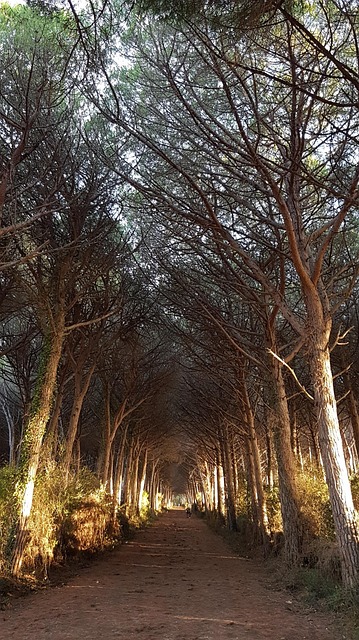Weg, Wald, Natur