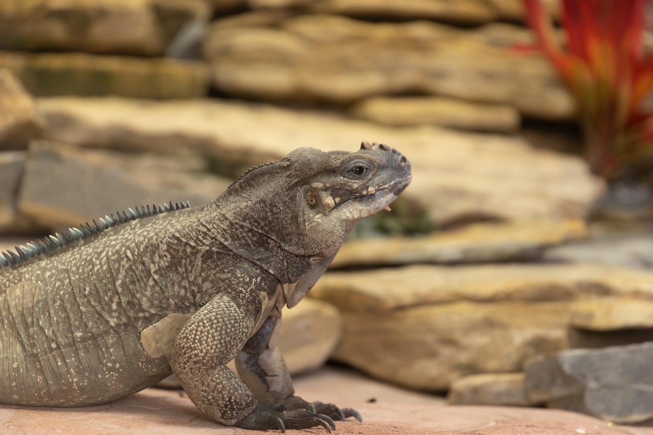 Lizard Iguana Species Free photo on Pixabay Pixabay