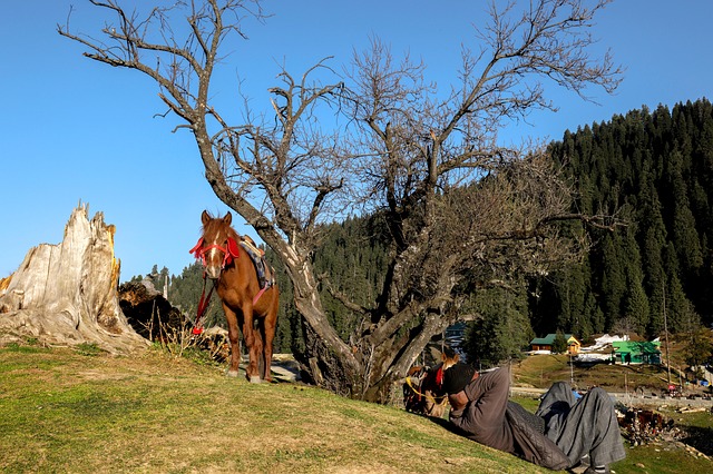 Free Pony Horse photo and picture