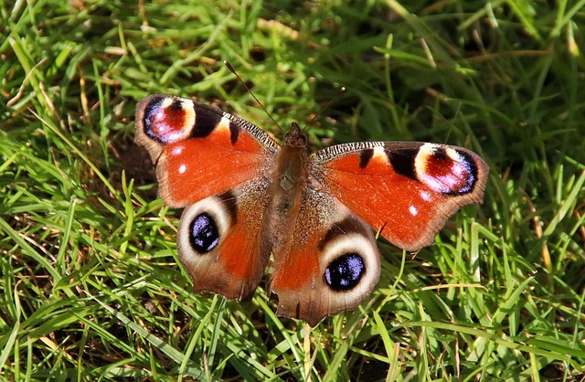 Insekt, Schmetterling, Pfau, Gras, Natur