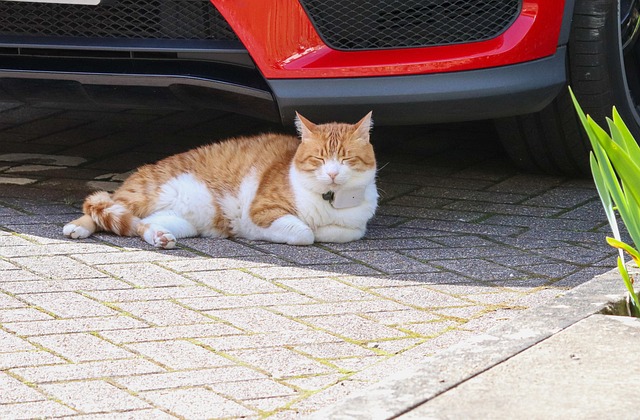 Tier, Katze, Haustier, Katzen, Säugetier