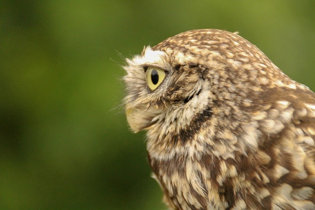 Vogel, Eule, Vogelkunde, Spezies, Fauna