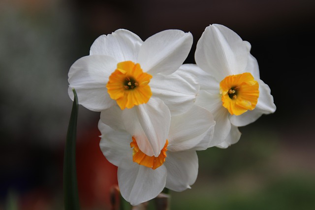Blume, Narzisse, Blüte, Natur